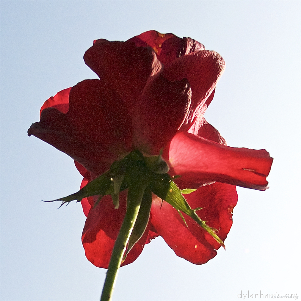 Image: Image 'escher blummen (lxxiii) 4'.