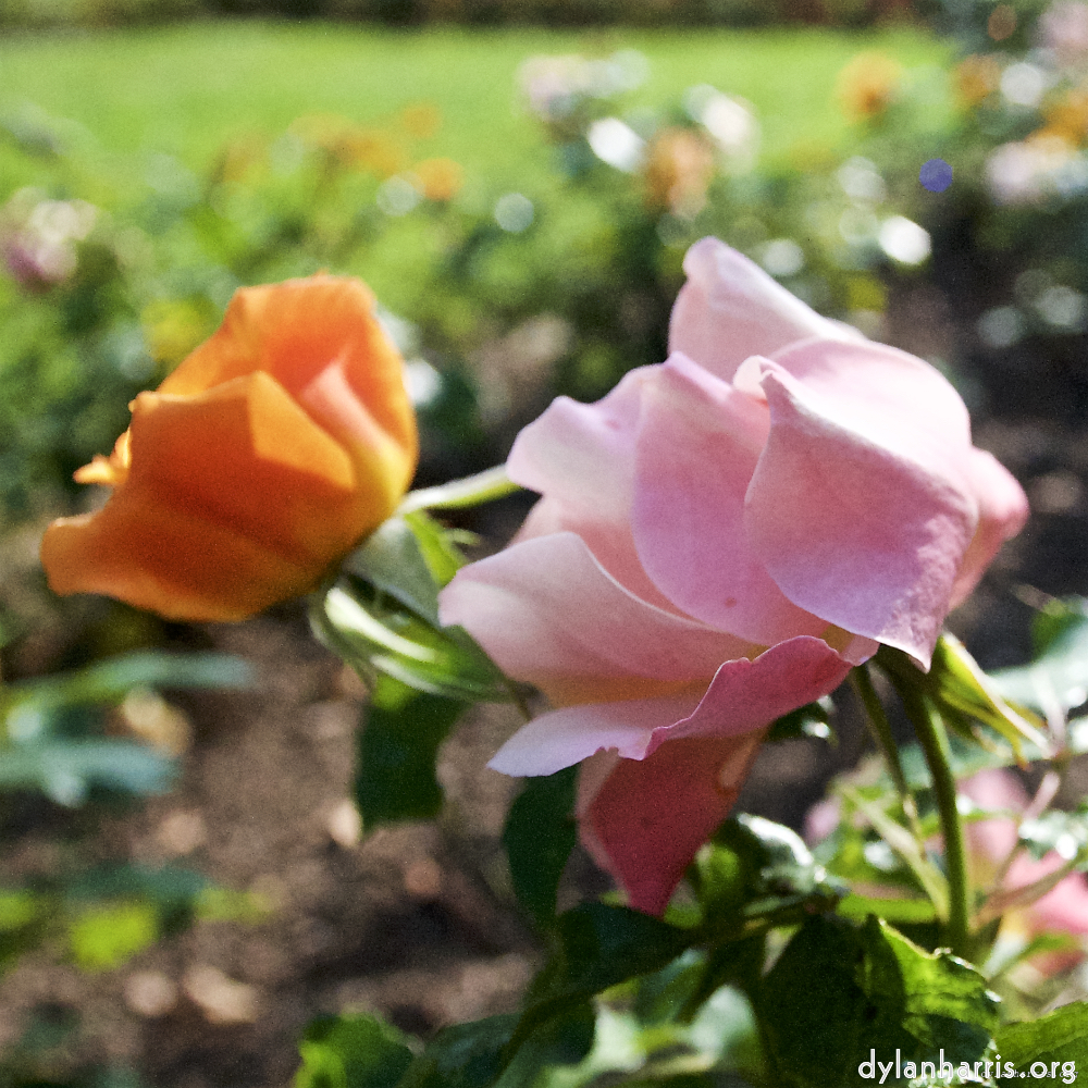 Image: Image 'escher blummen (lxxiii) 5'.