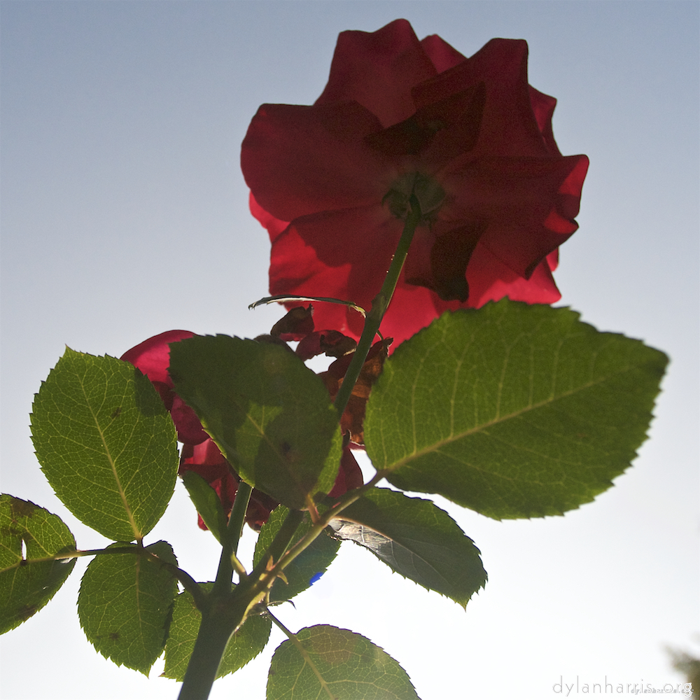 Image: Image 'escher blummen (lxxiii) 6'.