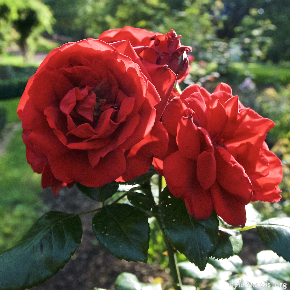 Image: Image 'escher blummen (lxxiii) 7'.