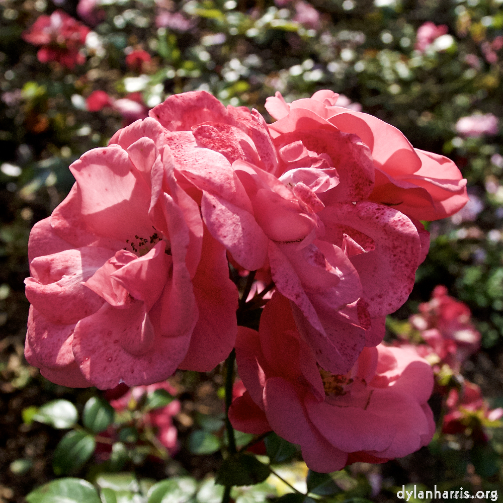 Image: Image 'escher blummen (lxxiii) 9'.