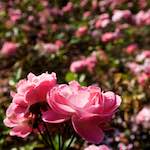 Image: First image from the photoset 'escher blummen (lxxiii)'.