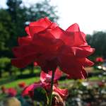 Image: Second image from the photoset 'escher blummen (lxxiii)'.