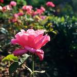 Image: Third image from the photoset 'escher blummen (lxxiii)'.