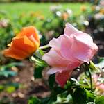 Image: Fifth image from the photoset 'escher blummen (lxxiii)'.