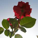 Image: Sixth image from the photoset 'escher blummen (lxxiii)'.