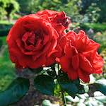 Image: Seventh image from the photoset 'escher blummen (lxxiii)'.