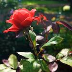 Image: Eighth image from the photoset 'escher blummen (lxxiii)'.