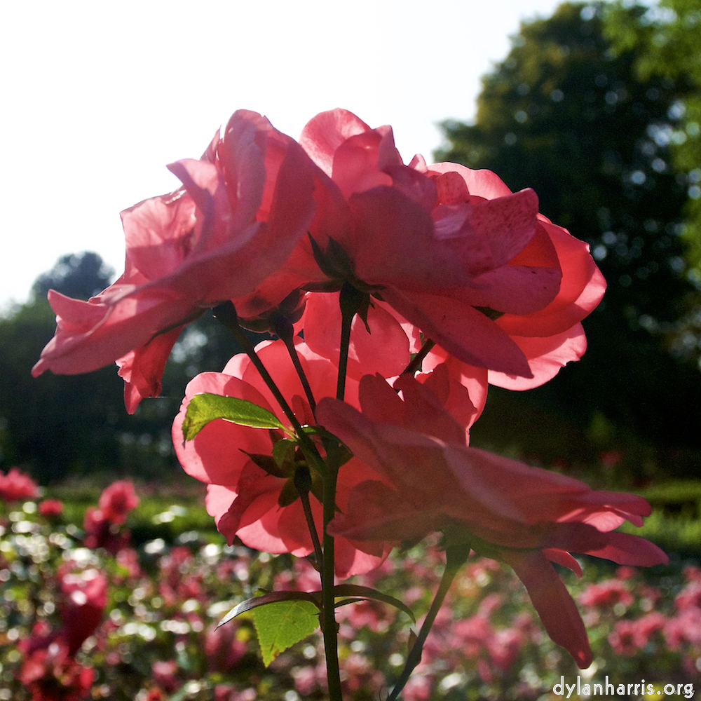 Image: Image 'escher blummen (lxxiv) 2'.