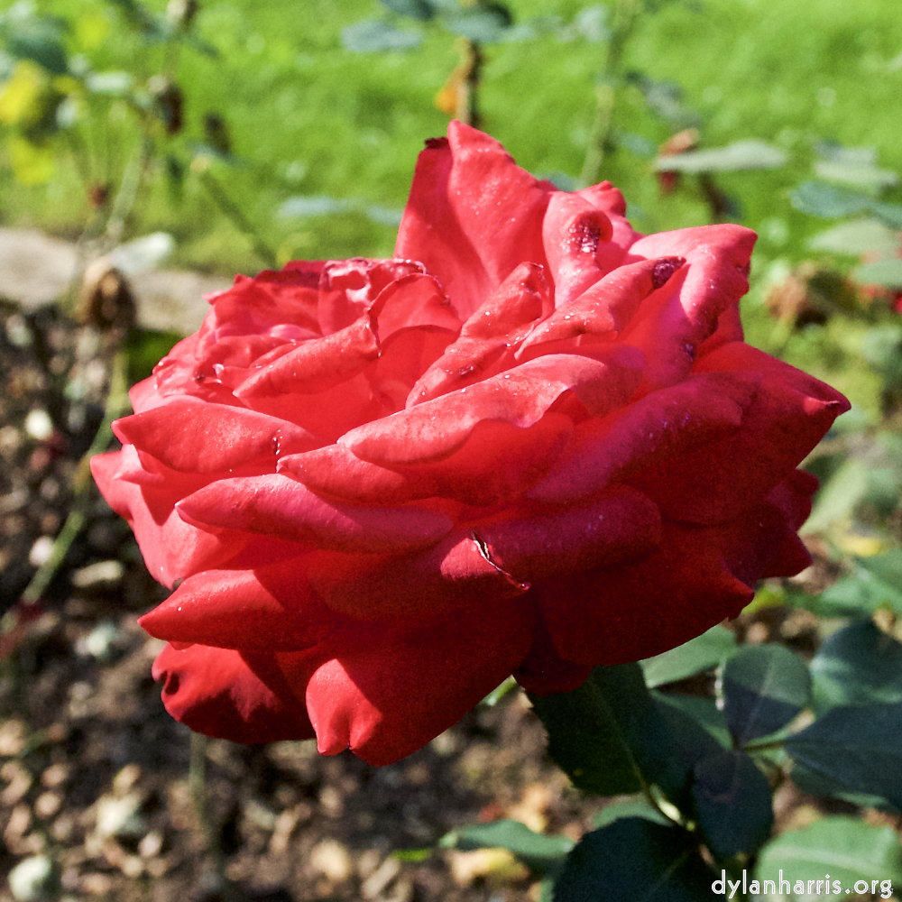 Image: Image 'escher blummen (lxxiv) 4'.