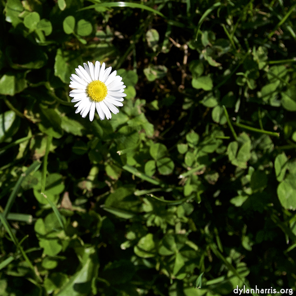 Image: Image 'escher blummen (lxxiv) 5'.