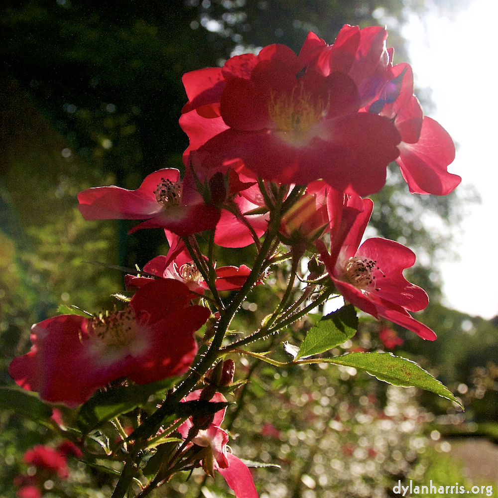 Image: Image 'escher blummen (lxxiv) 6'.