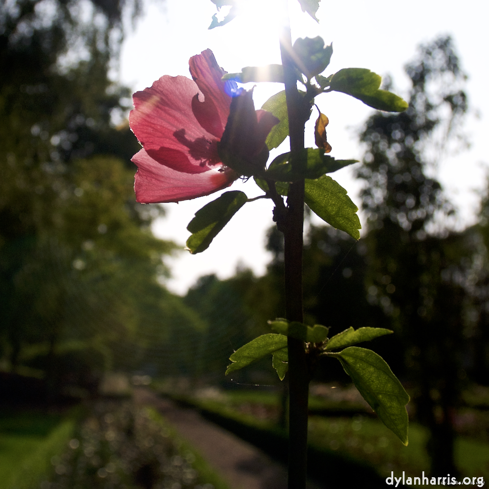 Image: Image 'escher blummen (lxxiv) 7'.