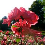 Image: Second image from the photoset 'escher blummen (lxxiv)'.