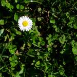 Image: Fifth image from the photoset 'escher blummen (lxxiv)'.