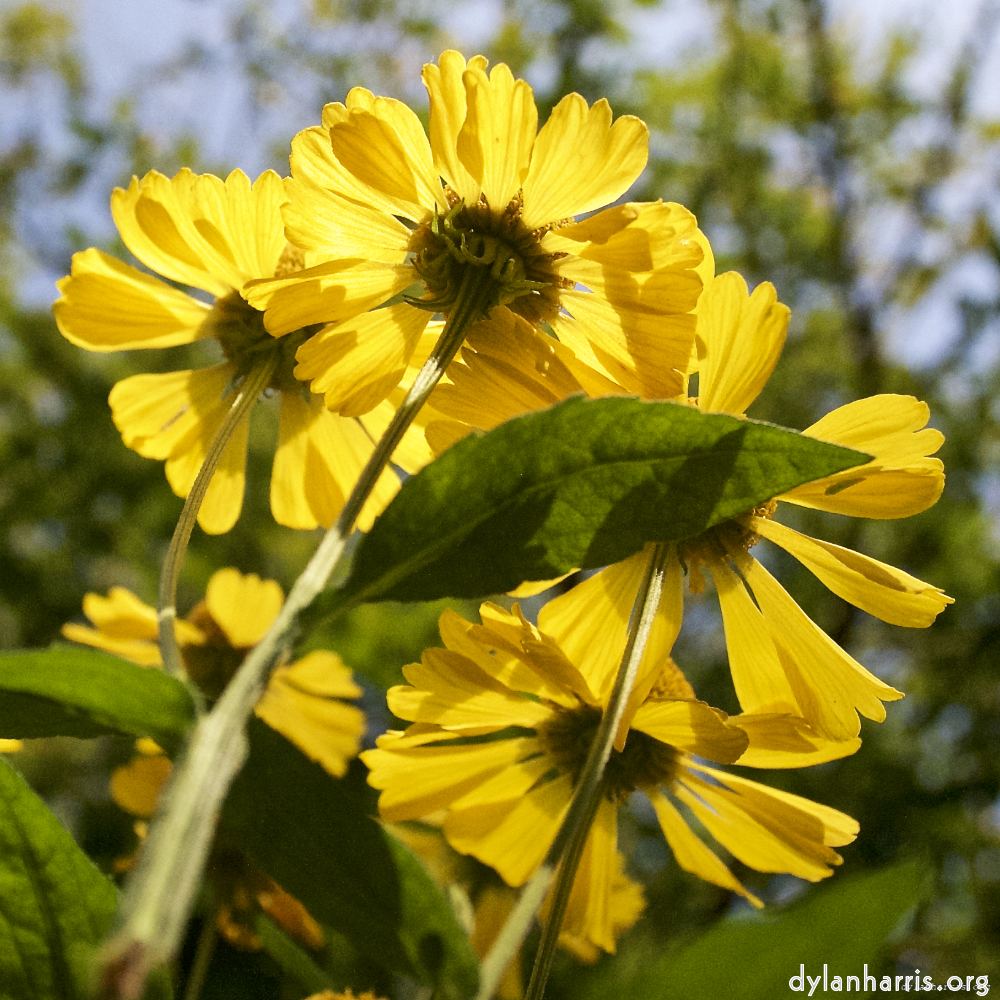 Image: Image 'escher blummen (lxxv) 1'.