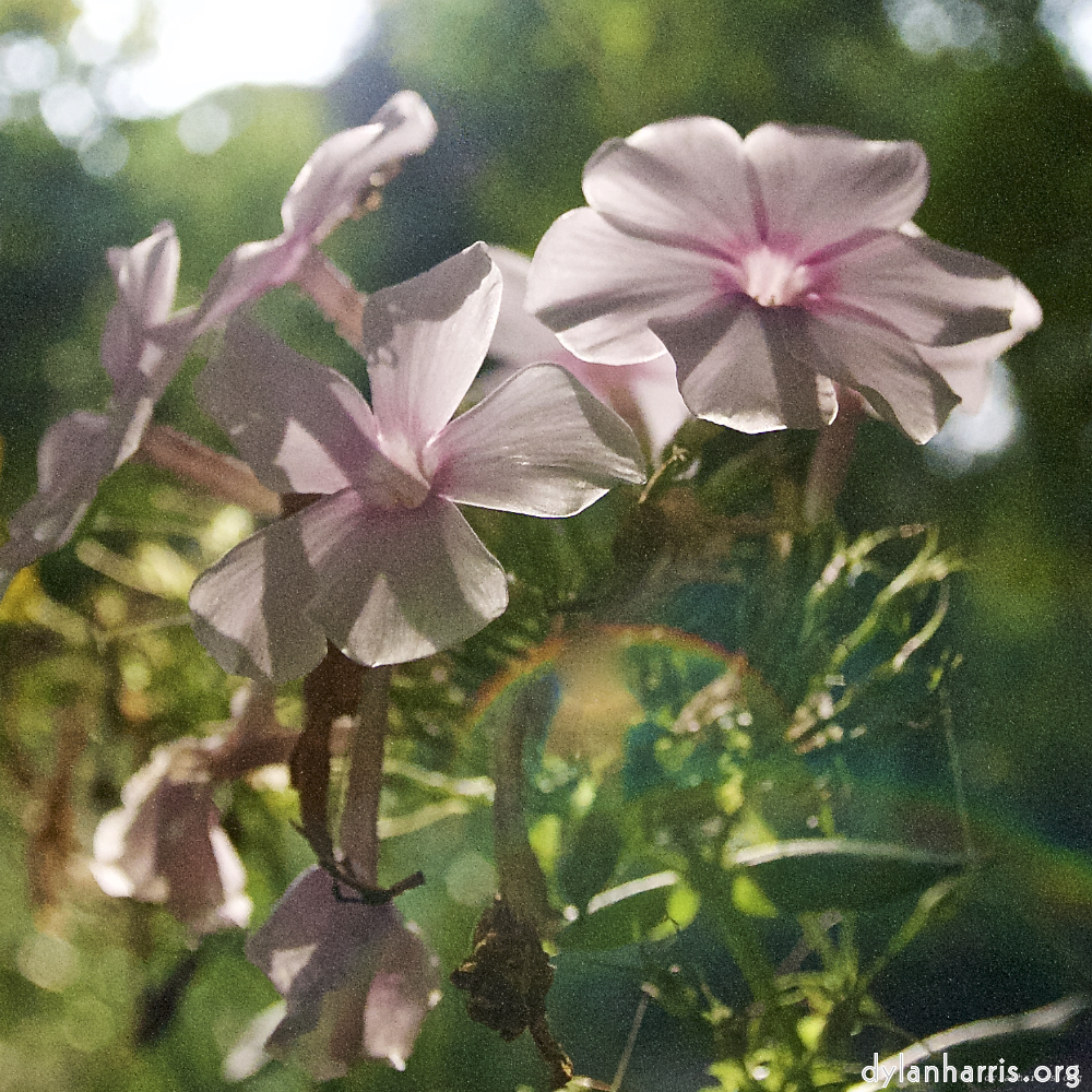 Image: Image 'escher blummen (lxxv) 2'.