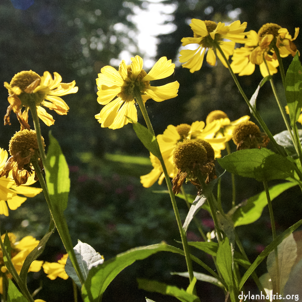 Image: Image 'escher blummen (lxxv) 3'.