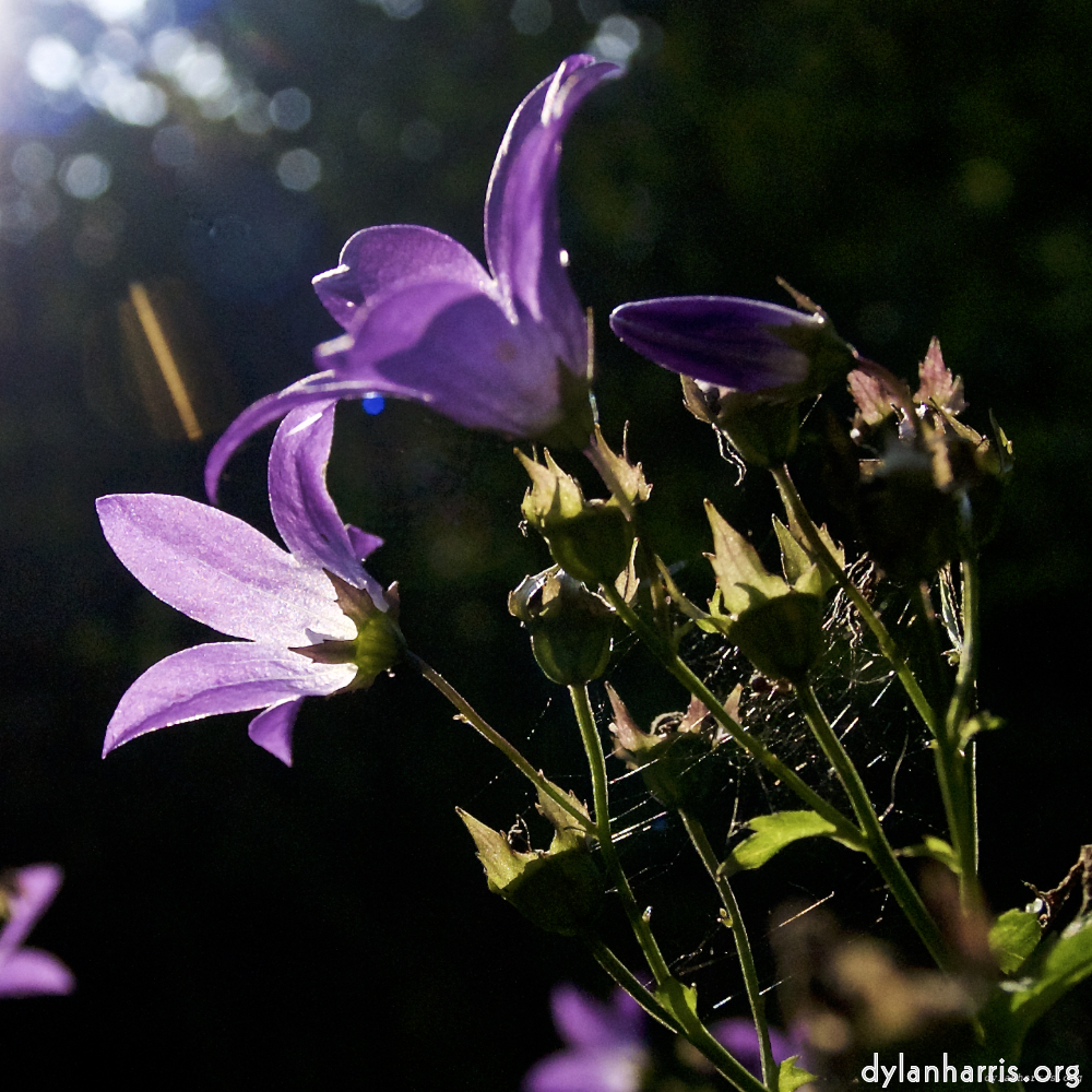 Image: Image 'escher blummen (lxxv) 4'.