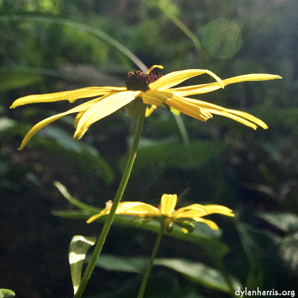 image: This is &lsquo;escher blummen (lxxv) 7&rsquo;.