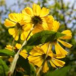 Image: First image from the photoset 'escher blummen (lxxv)'.