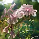 Image: Second image from the photoset 'escher blummen (lxxv)'.