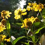 Image: Third image from the photoset 'escher blummen (lxxv)'.