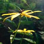 Image: Seventh image from the photoset 'escher blummen (lxxv)'.