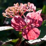 Image: Ninth image from the photoset 'escher blummen (lxxv)'.