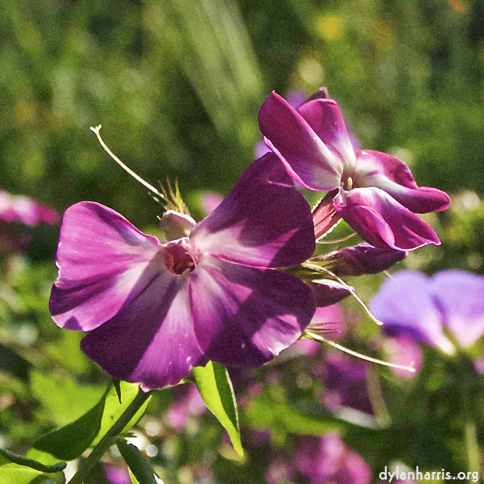 Image: Image 'escher blummen (lxxvi) 1'.