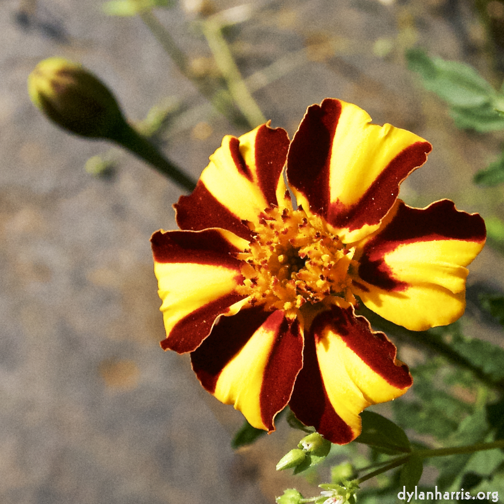 Image: Image 'escher blummen (lxxvi) 5'.