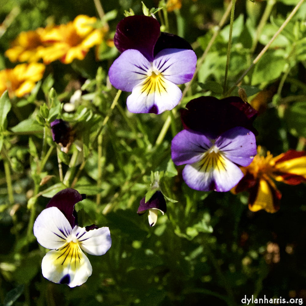 Image: Image 'escher blummen (lxxvi) 7'.