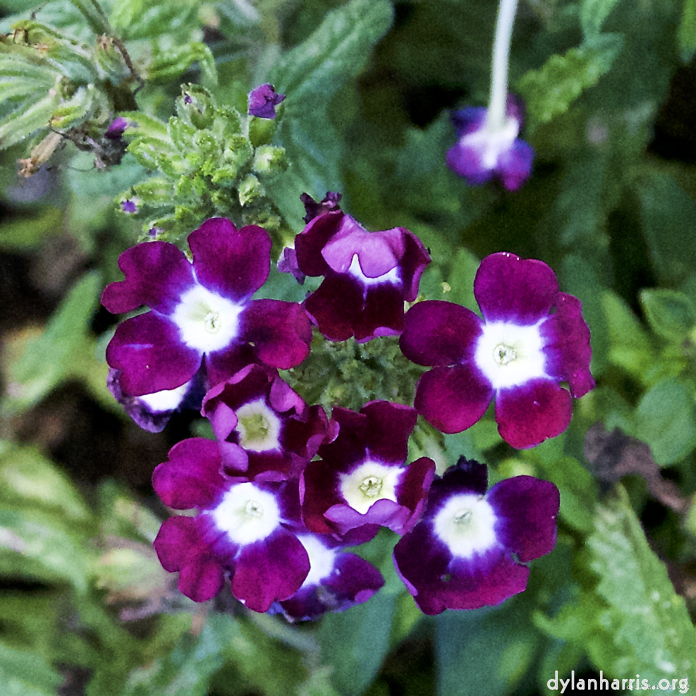 Image: Image 'escher blummen (lxxvi) 9'.