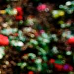 Image: Second image from the photoset 'escher blummen (lxxvi)'.