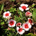 Image: Third image from the photoset 'escher blummen (lxxvi)'.