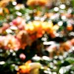 Image: Fourth image from the photoset 'escher blummen (lxxvi)'.