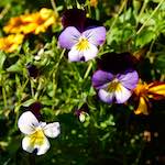 Image: Seventh image from the photoset 'escher blummen (lxxvi)'.