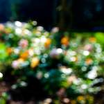 Image: Eighth image from the photoset 'escher blummen (lxxvi)'.