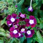 Image: Ninth image from the photoset 'escher blummen (lxxvi)'.