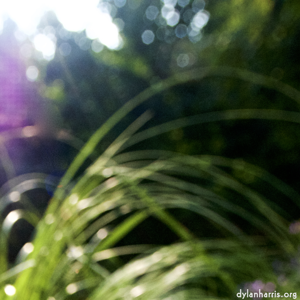 Image: Image 'parc (xxi) 3'.