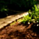 Image: Second image from the photoset 'parc (xxi)'.