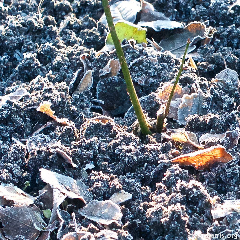 Image 'esch&ndash;sur&ndash;alzette (ix) 1', at Escher D&eacute;ierepark, of a male goat with a near&ndash;circular horn.
