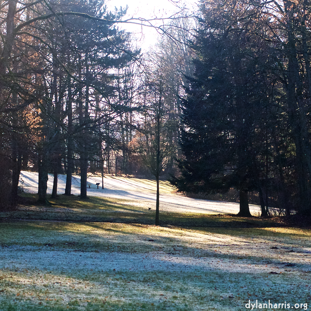 Image 'esch&ndash;sur&ndash;alzette (ix) 5', of daffodils.