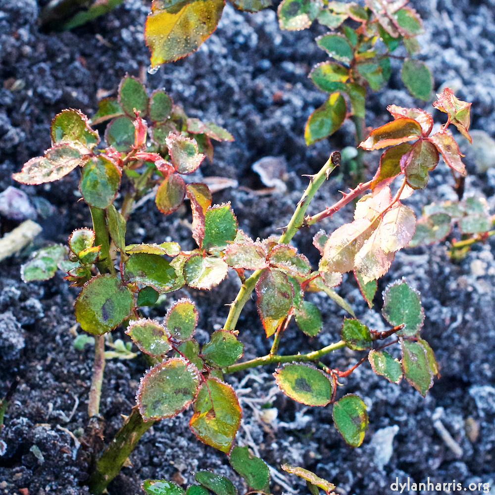 Image 'esch&ndash;sur&ndash;alzette (ix) 6', of daffodils.