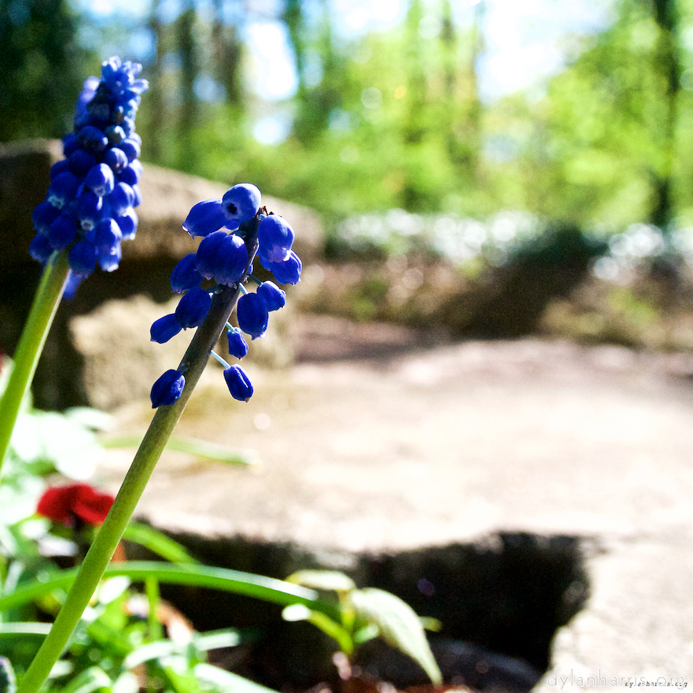 Image: Image 'escher blummen (li) 3'.