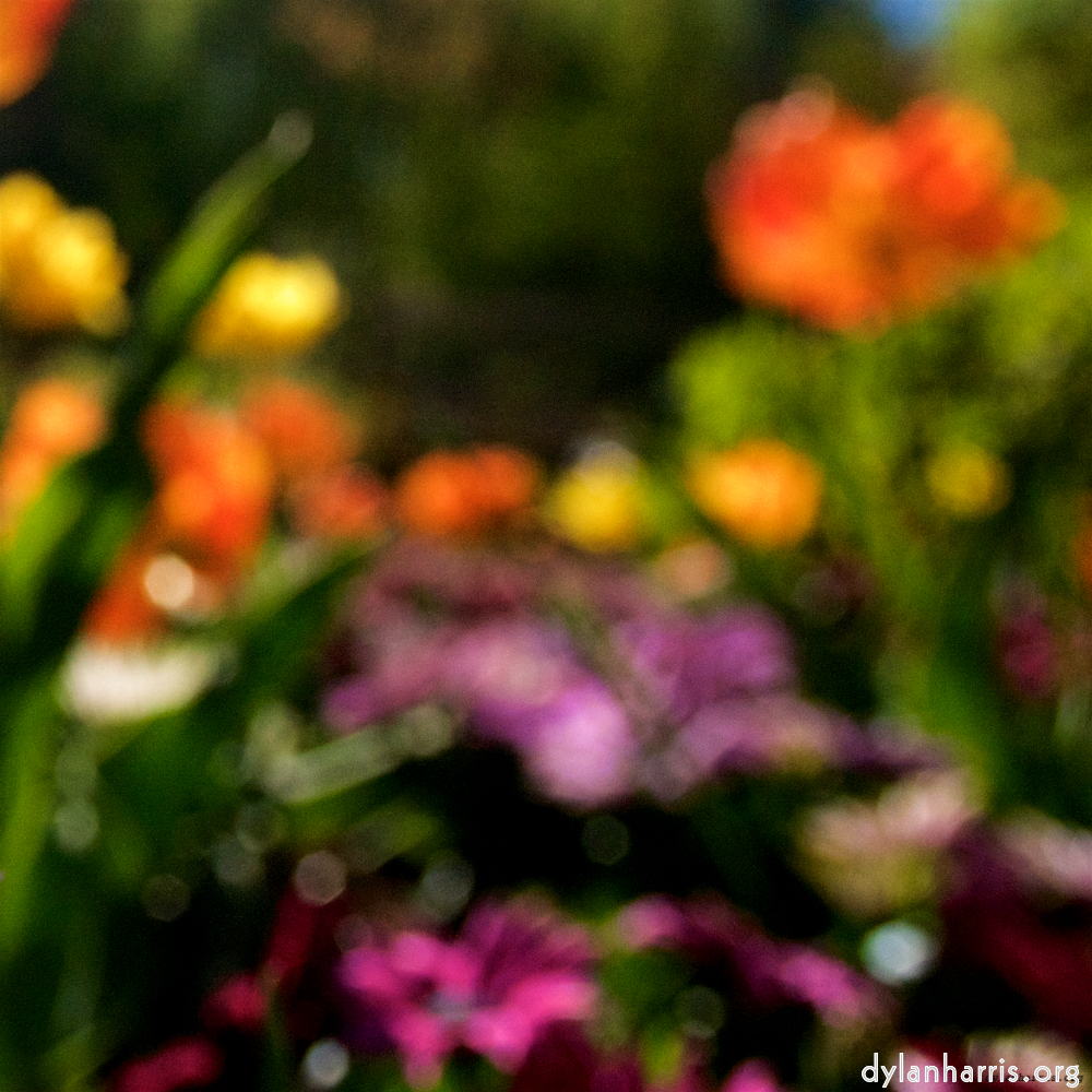 Image: Image 'escher blummen (li) 4'.