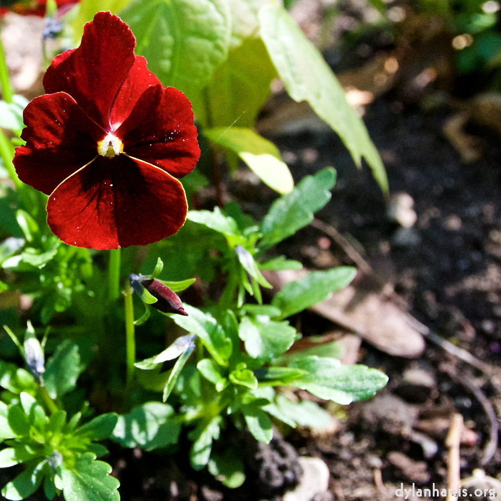 Image: Image 'escher blummen (li) 5'.