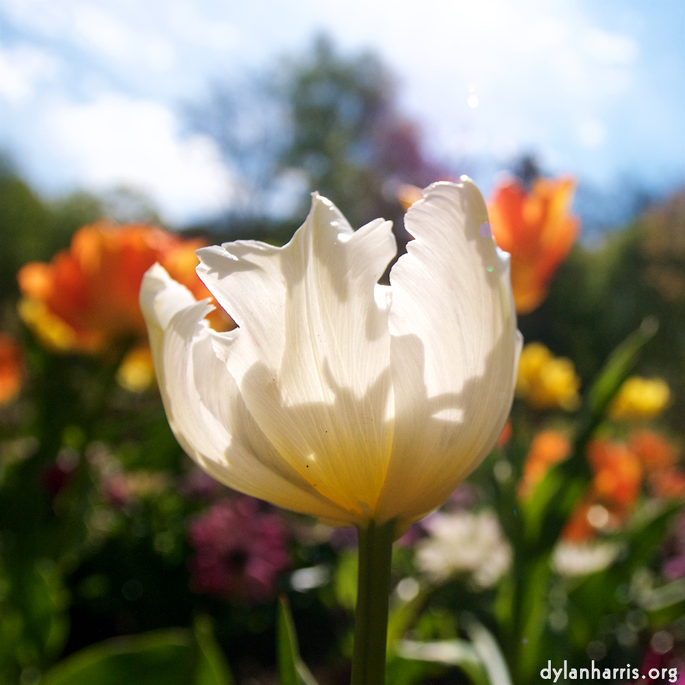 image: This is &lsquo;escher blummen (li) 6&rsquo;.