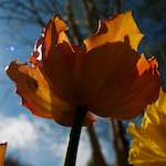 Image: First image from the photoset 'escher blummen (li)'.