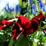 Image: Second image from the photoset 'escher blummen (li)'.